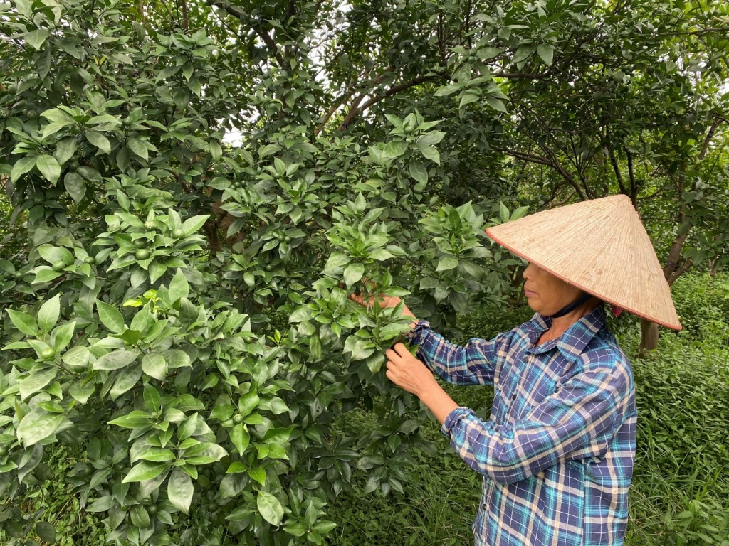 Khoái Châu: Phát triển kinh tế trang trại, gia trại