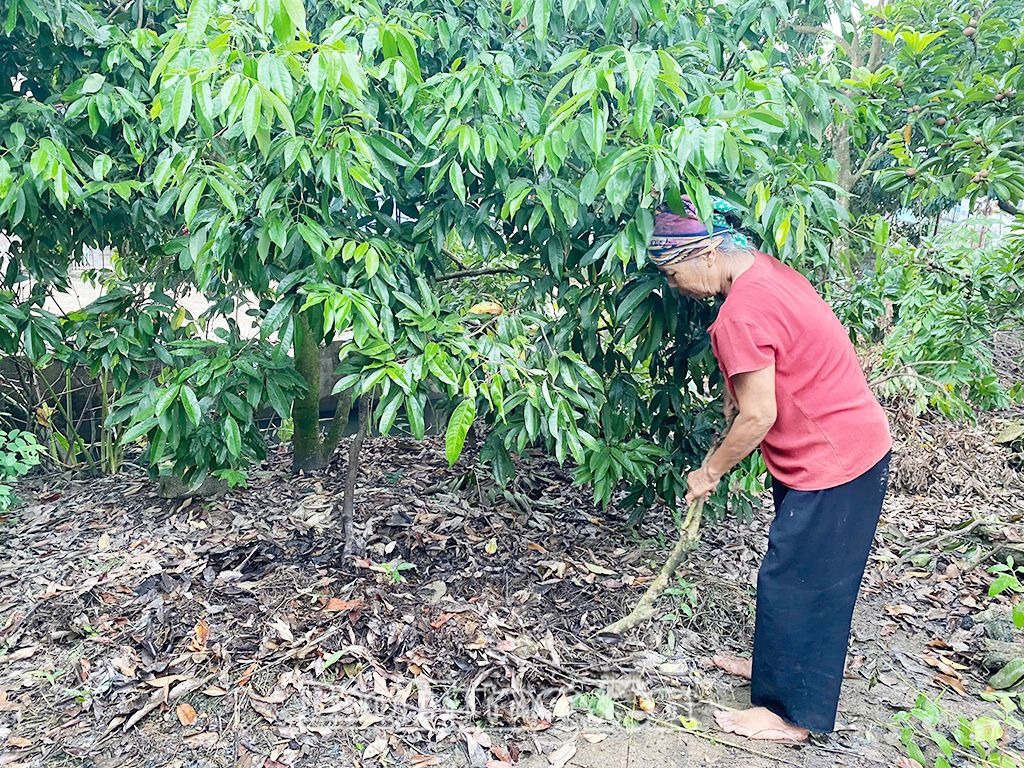 Chăm sóc, phòng trừ sâu bệnh trên cây vải