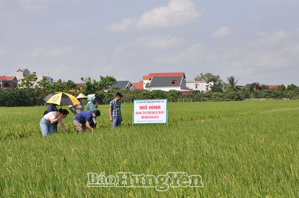 Ứng dụng gói canh tác tiên tiến trên giống lúa Gia Lộc 516