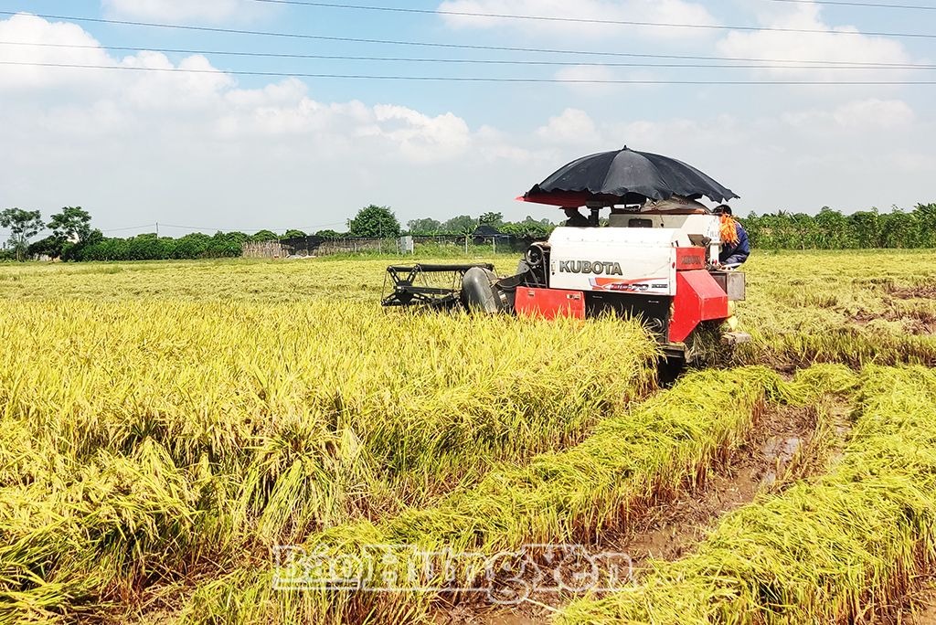 Thu hoạch lúa mùa theo phương châm “xanh nhà hơn già đồng”