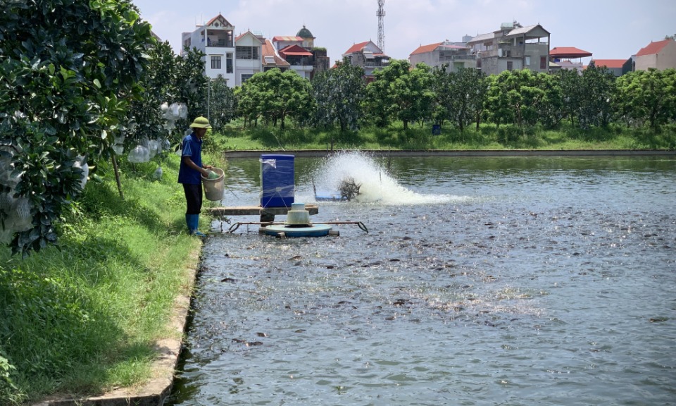 Diện tích nuôi thủy sản giảm hơn 1 nghìn héc ta