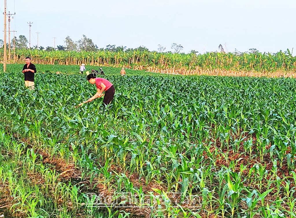 Hối hả khôi phục sản xuất vùng bãi 