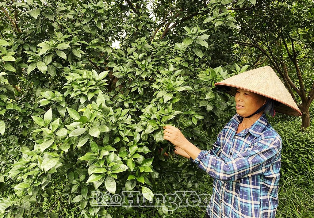 Khoái Châu: Mở rộng diện tích trồng cây ăn quả đạt tiêu chuẩn VietGAP